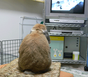 P1010295-0223.gif