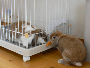 p1010708-918.gif