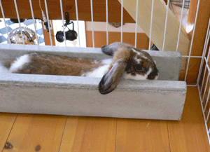 p1010728-918.gif