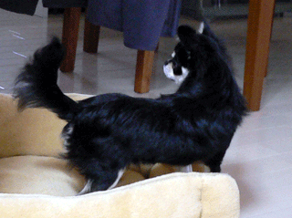 p1020095-1125.gif