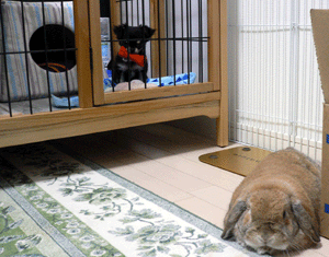 p1010570-718.gif