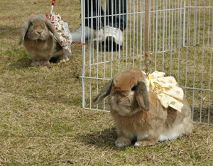 DSC_4448-0409.gif
