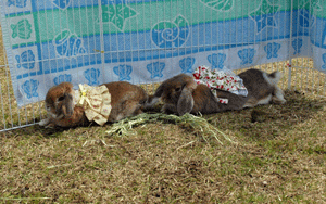 DSC_4546-0409.gif