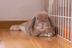 p1010725-918.gif