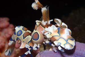 200704lanta01.jpg