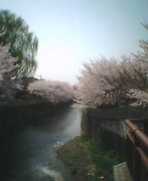 sakurara1000_1.jpg