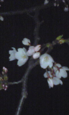 img20080325.jpg