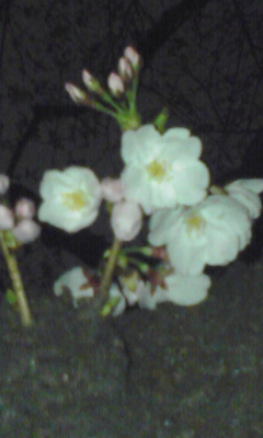 img20080325_1.jpg