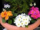 img20050325.jpg