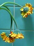 img20050321.jpg