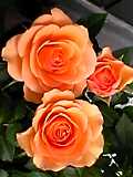 img20050601_1.jpg