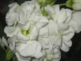 img_6085.jpg