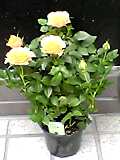 img20050601.jpg
