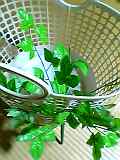 img20050426_1.jpg