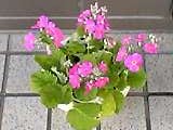 img20050325_3.jpg