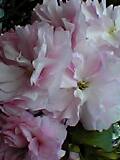 img20050606_2.jpg
