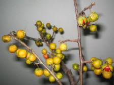 IMG_7973.jpg