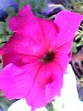 img20050610_3.jpg