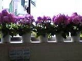 img20050331_1.jpg