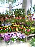 img20050304_1.jpg