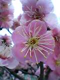 img20050308.jpg