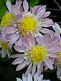 img20050111_1.jpg