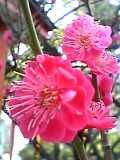 img20050308_2.jpg