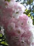 img20050606_4.jpg