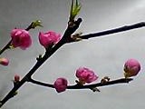 img20050210_1.jpg