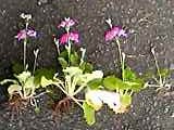 img20050325_2.jpg