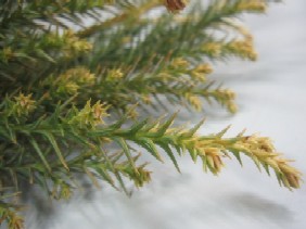img_0578.jpg
