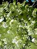 img20050606_2.jpg