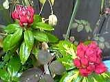 img20050611_1.jpg