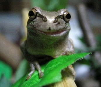 cap0155.jpg