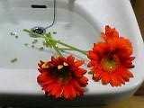 img20050321_1.jpg