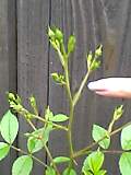 img20050611_2.jpg