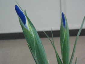 img_5374.jpg