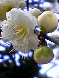 img20050308_3.jpg