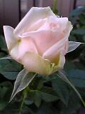 img20050303_3.jpg