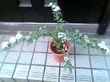 img20050310.jpg