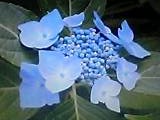 img20050311.jpg