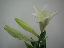 IMG_7558.jpg