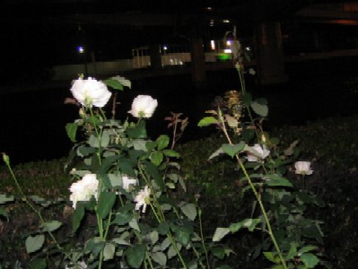 IMG_5685.jpg
