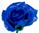 cap0093.jpg