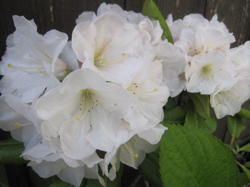 IMG_0503