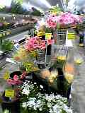 img20050304_2.jpg