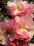 img20050606_1.jpg