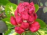img20050611.jpg