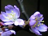 img20050415.jpg
