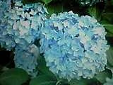 img20050311_1.jpg